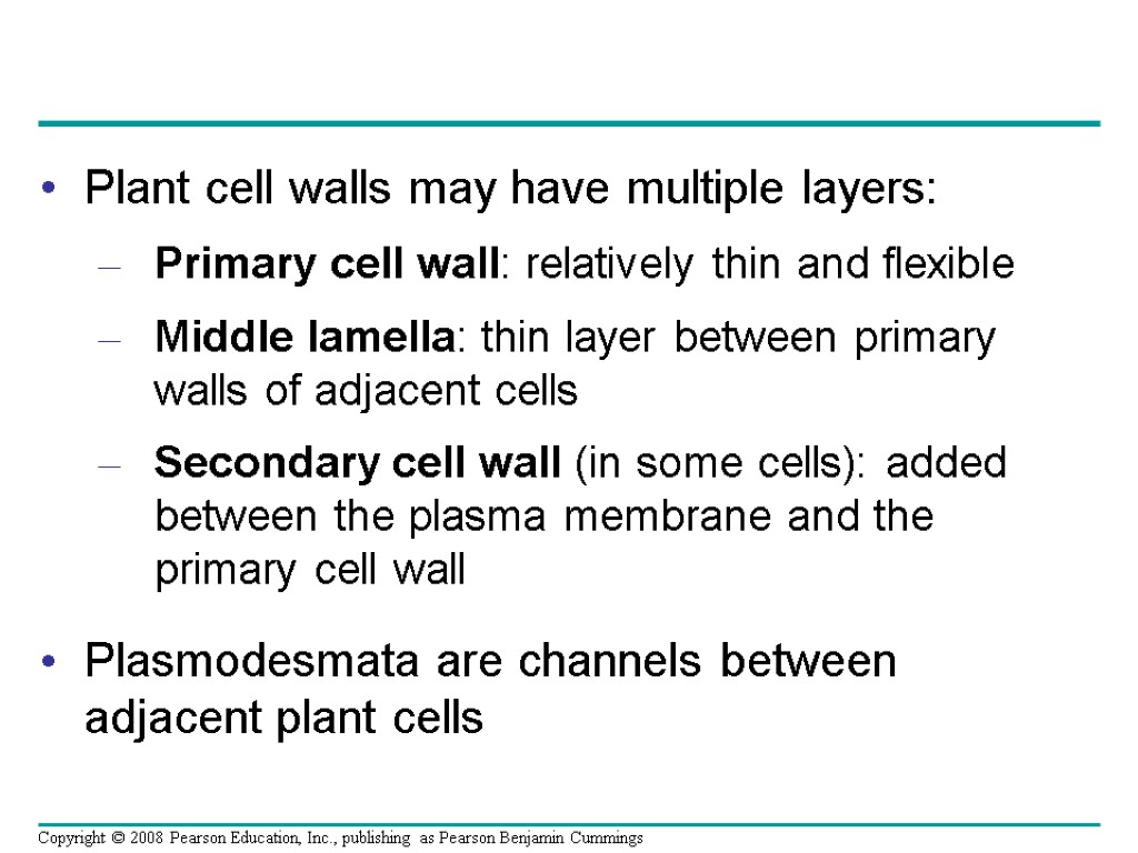 Plant cell walls may have multiple layers: Primary cell wall: relatively thin and flexible